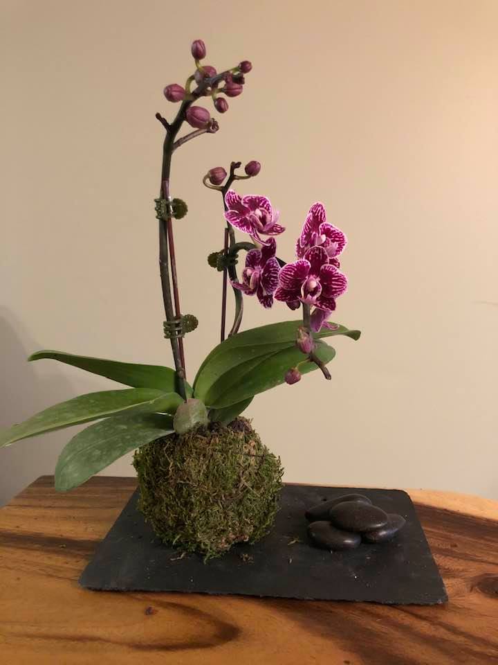 Kokedama Grâce Pourpre - Création Lyze
