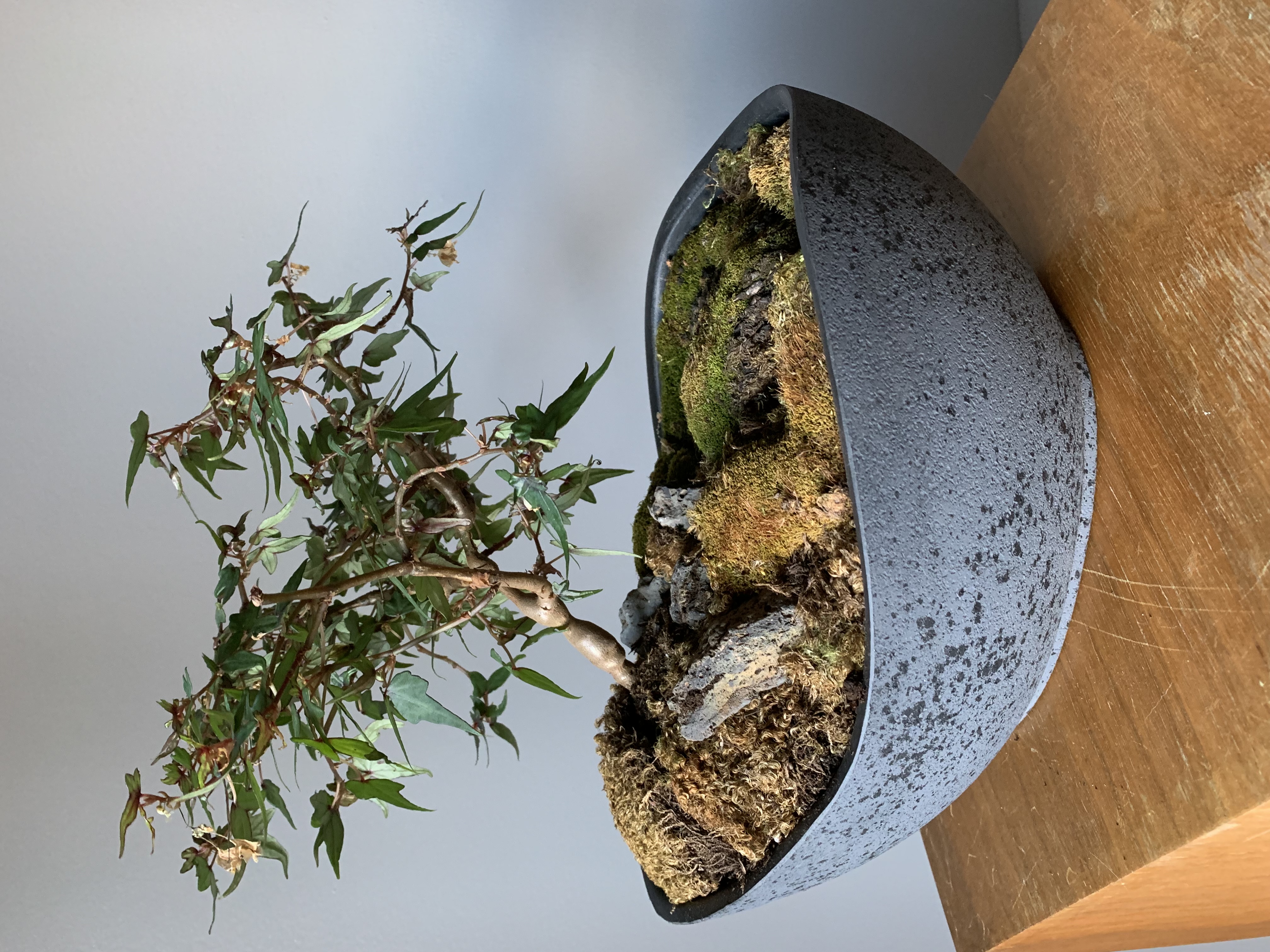 Kokedama L'ile aux Mousses - Création Lyze