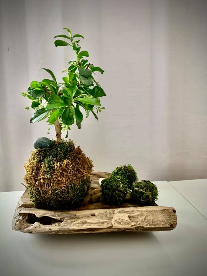 Kokedama Le Bonsaï d'Éveil - Création Lyze