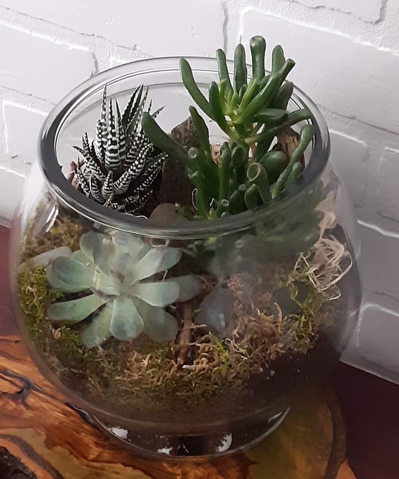 Terrarium Le Dôme Minéral - Création Lyze