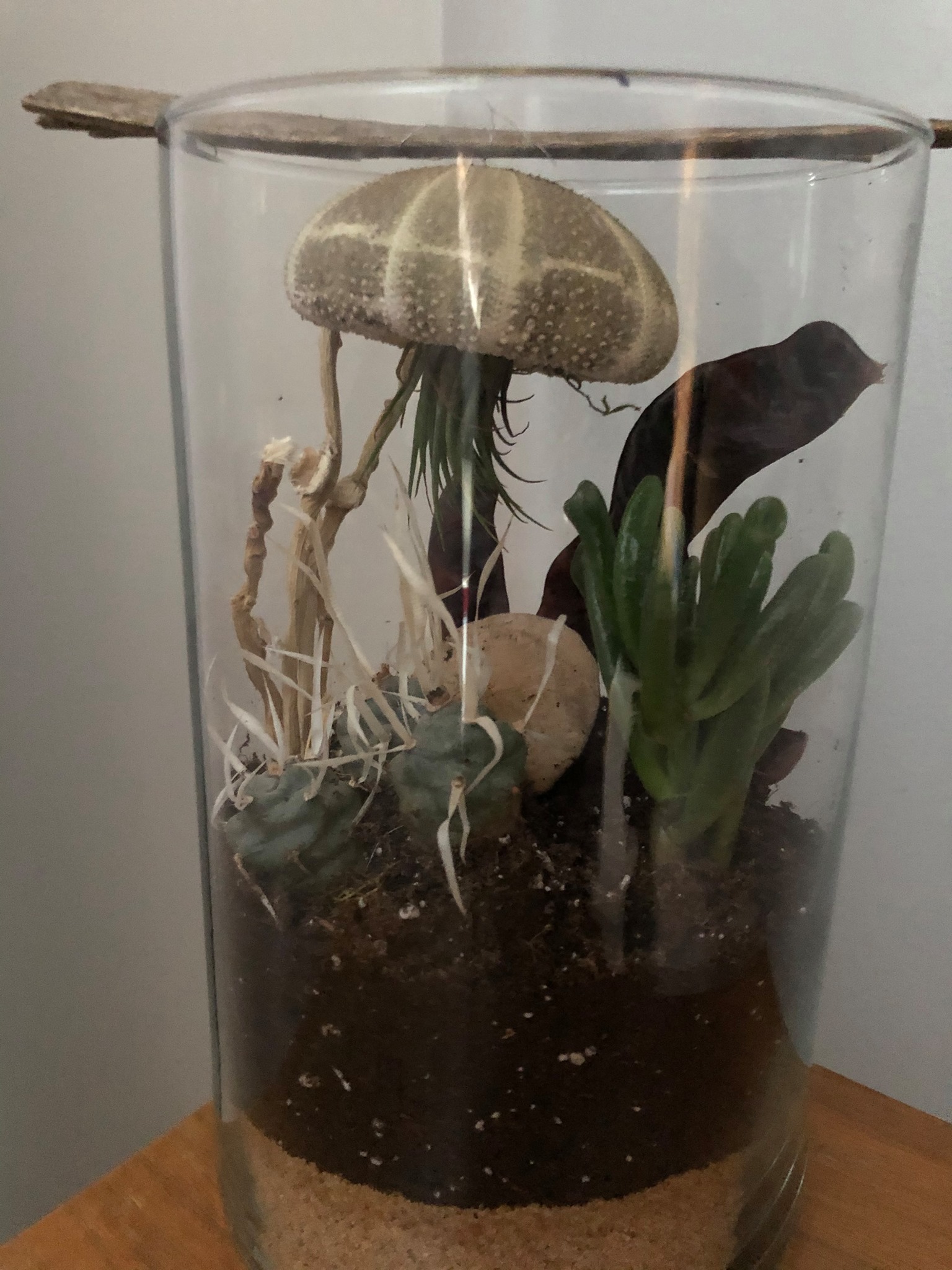Terrarium Le Récif Terrestre - Création Lyze