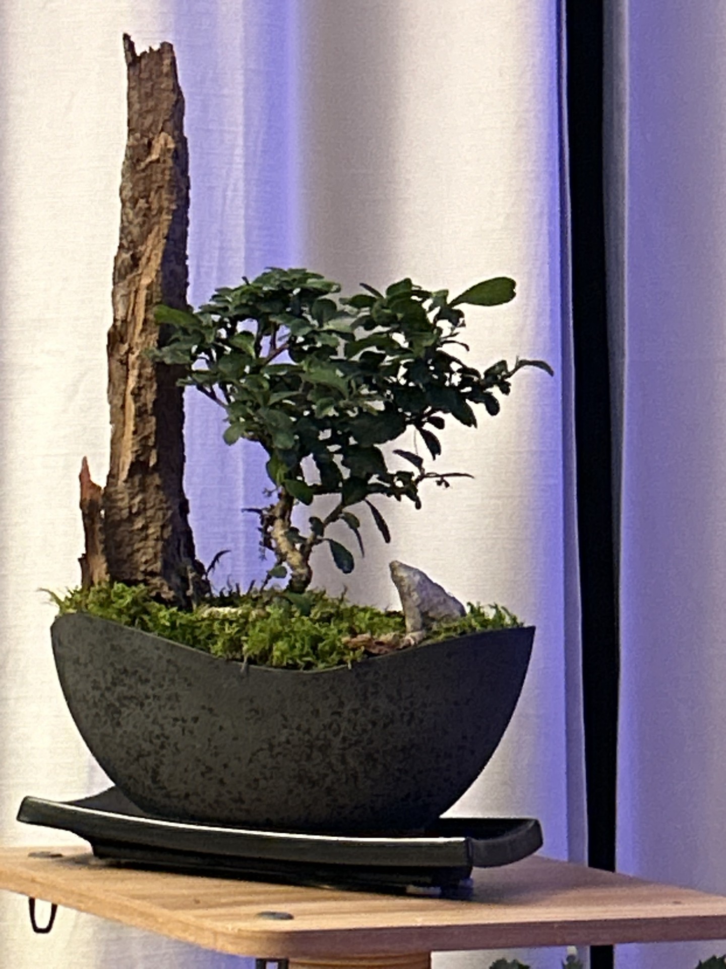 Terrarium Le Jardin Zen - Création Lyze
